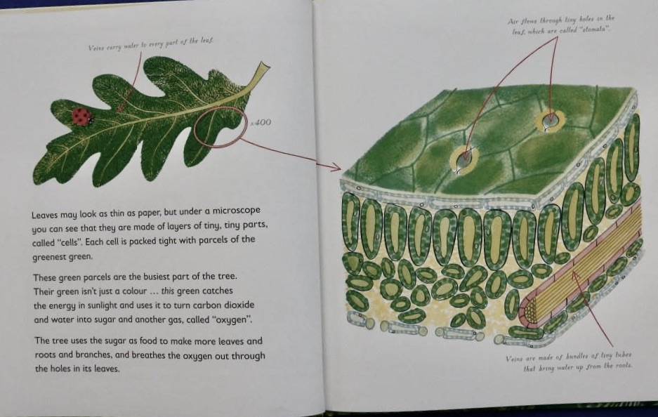 Green: The Story of Plant Life on Our Planet | Red Reading Hub ...